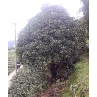 大量出售各規(guī)格桂花