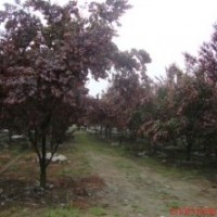 四川溫江供應3200棵紅葉李，價格低，急售