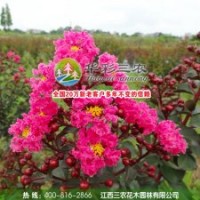 紅葉喬木紫薇（2號）
