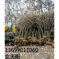 櫻花，哪里有賣