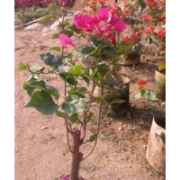 各種規格三角梅盆景 紅花三角梅 紫花三角梅 漳州綠化苗木
