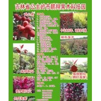 供應(yīng)綠化小苗、果樹小苗、彩葉樹小苗