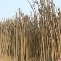 最新國槐價格