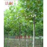 供應(yīng)：1-15公分速生法桐、國槐、白臘、春樹、毛白楊、垂柳、黃柳
