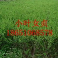 沭陽小葉女貞基地、沭陽賣小葉女貞、沭陽小葉女貞種植