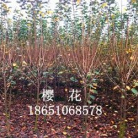 紫薇、紫葉李、櫻花、欒樹、直柳、西府海棠、紅楓