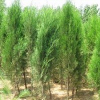 海桐價格,丁香價格,含笑價格,側柏價格,香泡價格,烏桕價格表