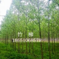 竹柳苗、直柳、垂柳、垂柳苗、竹柳、馬褂木、七葉樹