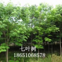 紫玉蘭、白玉蘭、七葉樹、馬褂木、高桿女貞、樸樹、櫸樹