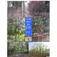 國槐8公分10公分價格價格
