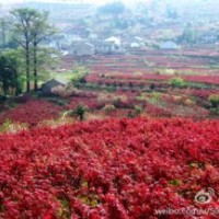 長期供應櫻花，紅楓，垂絲海棠，五針松，桂花