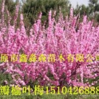 東北連翹,丁香，蘭葉忍冬，山桃稠李，五角楓