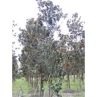 供應廣玉蘭 成都廣玉蘭價格