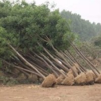 哪里國槐好，哪里國槐多，供應優質國槐