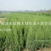 北京檜、蜀檜、龍柏、直升龍柏、西安檜、鋪地柏