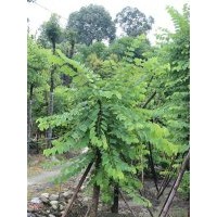 供應羊蹄甲 熟貨羊蹄甲低價 成都羊蹄甲 成都萬樹園林