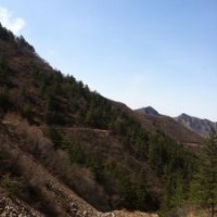 1.5米到8米不同規格的油松苗出售