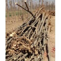 國(guó)槐苗，6-20公分國(guó)槐