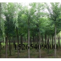 大量供應(yīng)28公分29公分30公分國槐(裸根截桿，土球全冠）價格