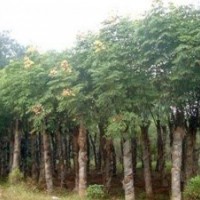 量供應(yīng)31,32,33公分國槐(裸根截桿，土球全冠）價格