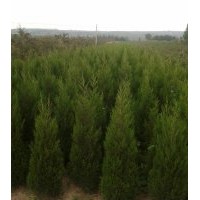 蜀檜1.5米20元，2米35元