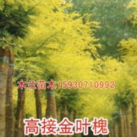 千頭椿報價河北木蘭苗木種植基地