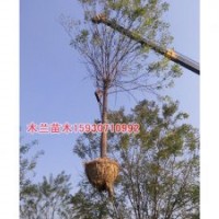 國槐價格批發(fā)河北木蘭苗木種植基地
