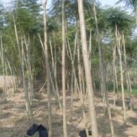 藍花楹 福建藍花楹 漳州藍花楹 四川藍花楹 溫江藍花楹