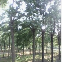 供應各種規格國槐、法桐、合歡、