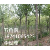 各種規格綠化喬木、彩葉小喬木、花灌木、宿根花卉等。