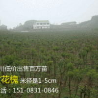 貴州5公分黃花槐，貴陽5公分黃花槐，四川5公分黃花槐
