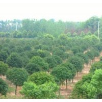 6公分桂花樹 8公分桂花樹價格 10公分全冠桂花樹