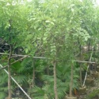 臘腸樹供應黃花臘腸