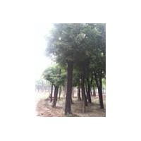 國(guó)槐價(jià)格