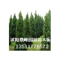 出售:迎春，龍柏，紅葉小檗、金葉女貞