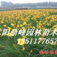 出售:金娃娃萱草，龍柏，蜀檜，紅葉小檗
