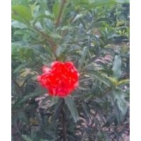 各種規(guī)格花石榴樹(shù)，有一萬(wàn)窩！