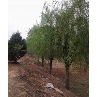 供應15-20公分的垂柳，行道樹，一級苗