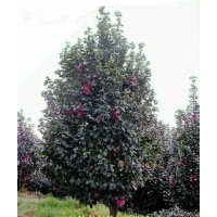 瀘州洪翔苗木場(chǎng)供應(yīng)茶花