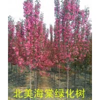高原之火海棠，山楂苗，柿子苗，板栗苗