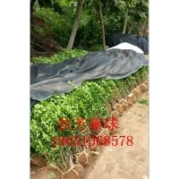 沭陽扶芳藤行情、沭陽扶芳藤基地、沭陽供應扶芳藤、沭陽賣扶芳藤