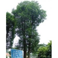 湖南第0042號大型3桿香樟樹