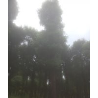 移栽香樟，香樟價格