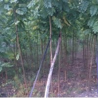 供應垂絲海棠150棵