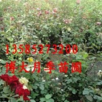 爬墻梅、薔薇、黃刺梅.紅天竹 ,紫薇、紅葉李