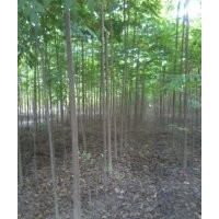 黃山欒供應
