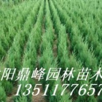 供應:蜀檜,檜柏,塔柏,規格齊全