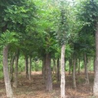 國(guó)槐苗/國(guó)槐子/原生國(guó)槐/速生國(guó)槐