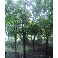 四川櫻花 四川晚櫻供應 四川高桿櫻花
