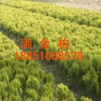 供應灑金柏、灑金柏便宜、沭陽灑金柏多、灑金柏球供應